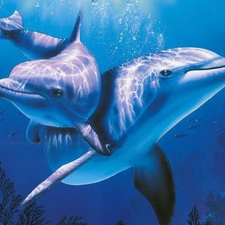 Sea creature wallpaper