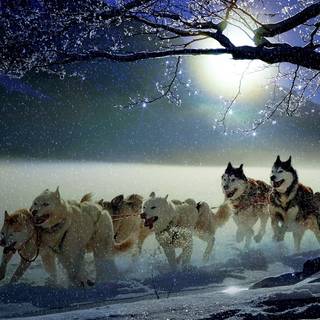 Winter dogs wallpaper