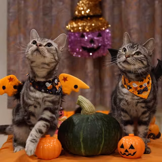 Cute animals Halloween wallpaper