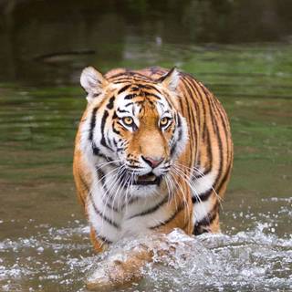 Tiger HD mobile wallpaper