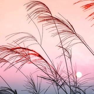 Desktop pastel wallpaper