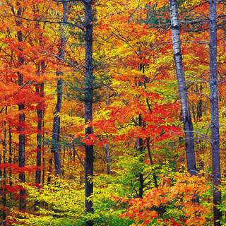 Autumn landscape of color wallpaper