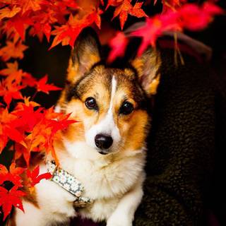 Halloween cute animal wallpaper