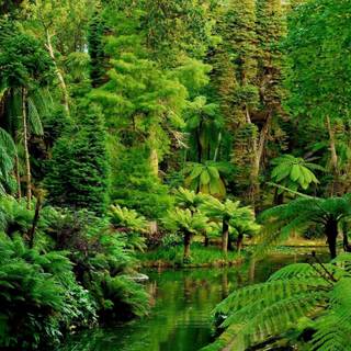 Rainforest Ultra HD wallpaper