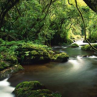 Rainforest Ultra HD wallpaper