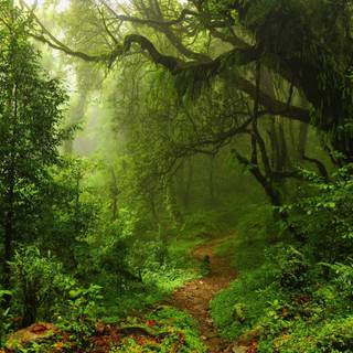 Rainforest path Ultra HD wallpaper