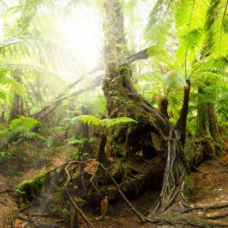 Rainforest path Ultra HD wallpaper