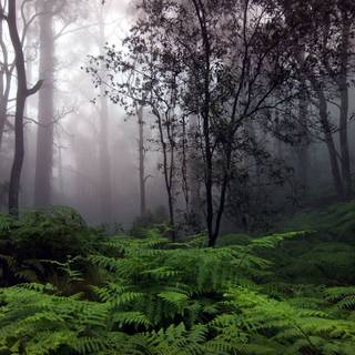 Rainforest path Ultra HD wallpaper