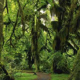Rainforest path Ultra HD wallpaper