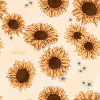 Sunflower Vans wallpaper