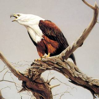 Animal drawings wallpaper