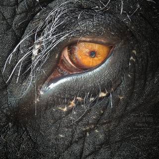 Kerala elephants wallpaper