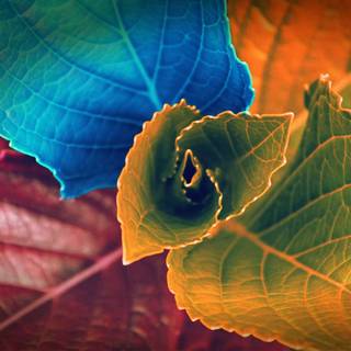 Photography art desktop wallpaper