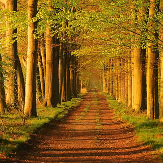 Forest Netherlands wallpaper