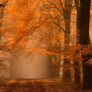 Forest Netherlands wallpaper