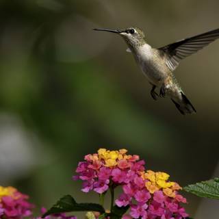 Flutter of wings wallpaper