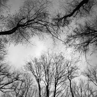 White oak tree wallpaper