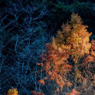 HD autumn night wallpaper