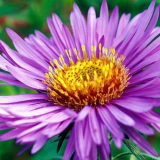 Aster wallpaper