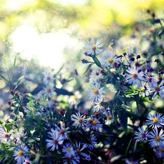 Aster wallpaper