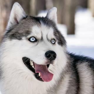 Syberian Husky computer wallpaper