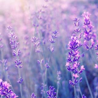 Aesthetic lavenders wallpaper