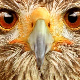 Hawk desktop wallpaper