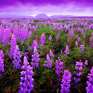 Aesthetic lavenders wallpaper