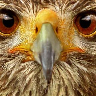 Hawk desktop wallpaper