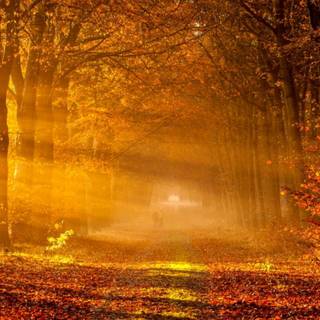 Fancy autumn wallpaper