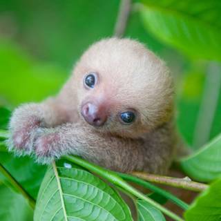 Cute sloths wallpaper