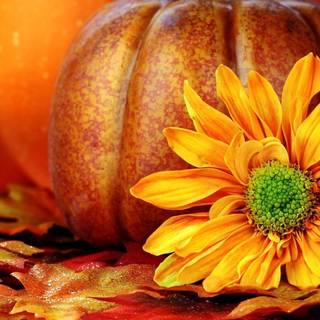 Autumn with pumpkins wallpaper
