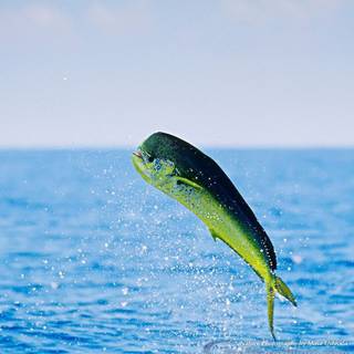Mahi mahi wallpaper