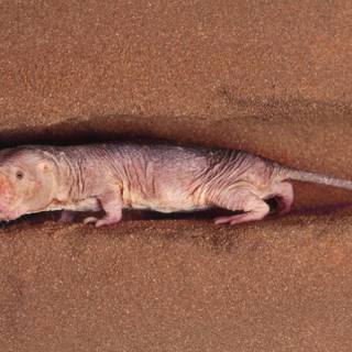 Naked mole rats wallpaper