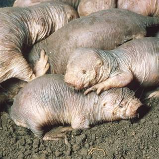 Naked mole rats wallpaper