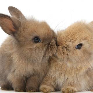 Cute baby bunny wallpaper