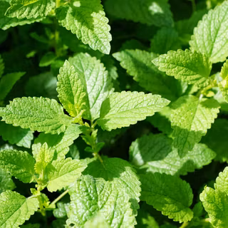 Mint leaves wallpaper