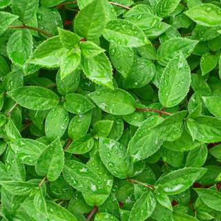 Mint leaves wallpaper