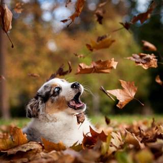 Autumn and dog wallpaper