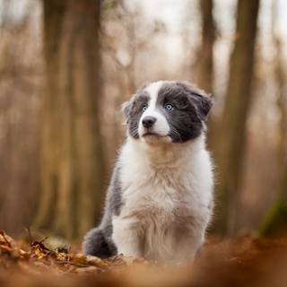 Autumn and dog wallpaper