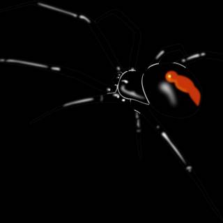 Black widow spider wallpaper