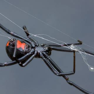 Black widow spider wallpaper