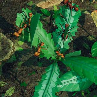 Empires of the Undergrowth wallpaper