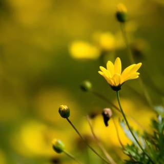 Beautiful yellow wallpaper