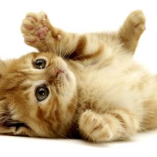 Kittens baby wallpaper