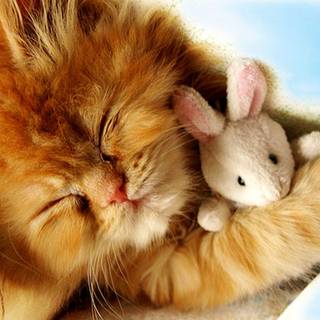 Kittens baby wallpaper