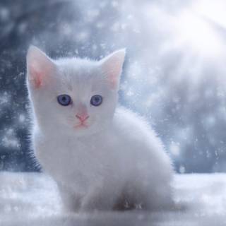 Kittens baby wallpaper