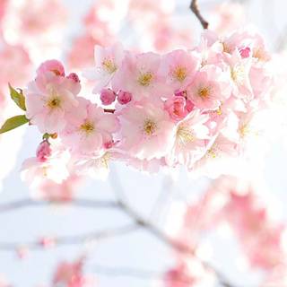 Scenery mobile wallpaper