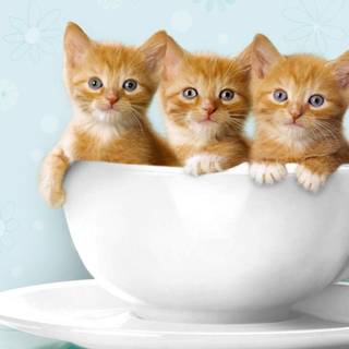 Kittens baby wallpaper
