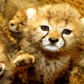 Cute animals wallpaper